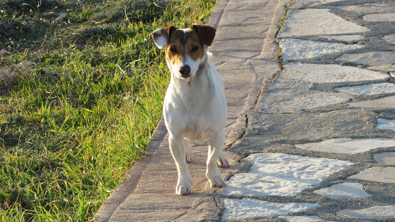 dog curious puppy free photo