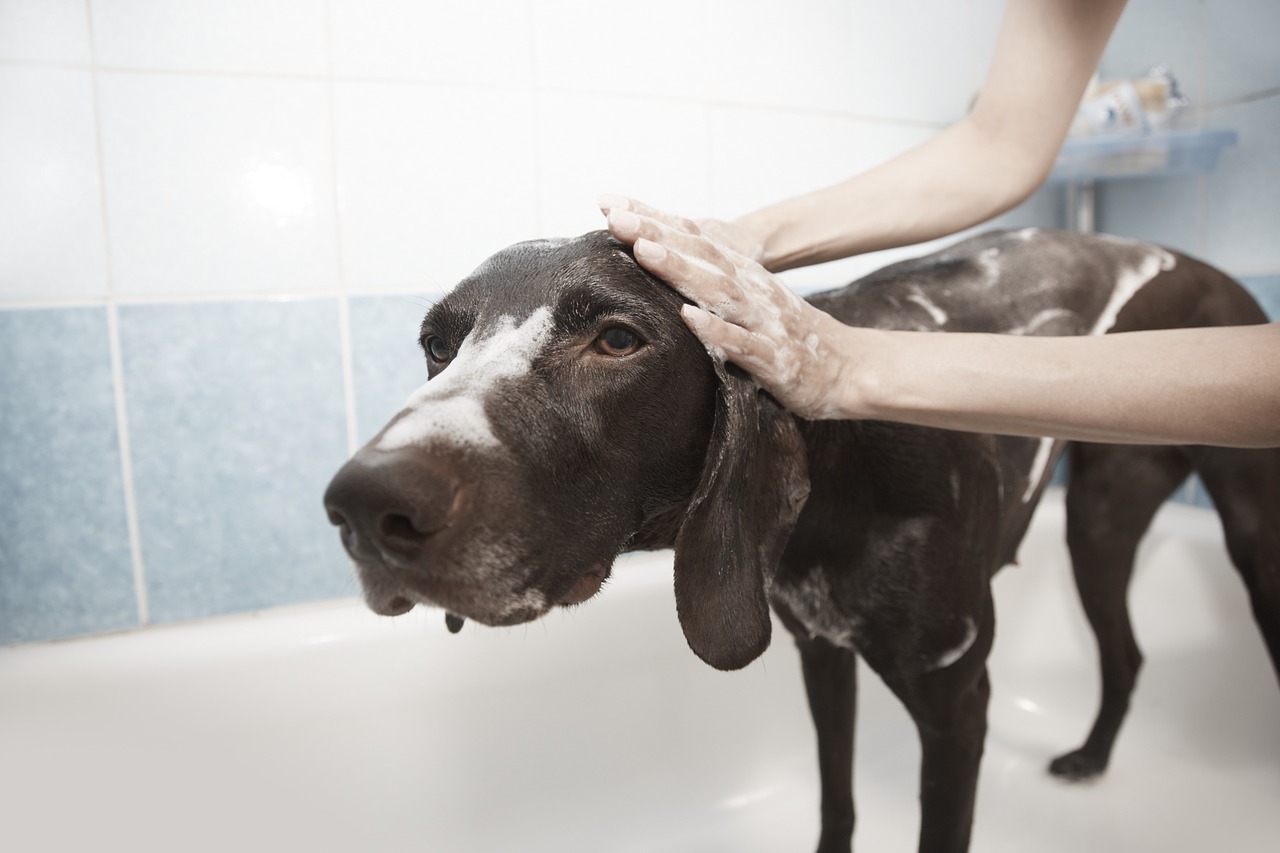 dog shower grooming free photo