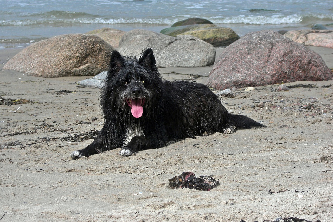 dog sand sea free photo