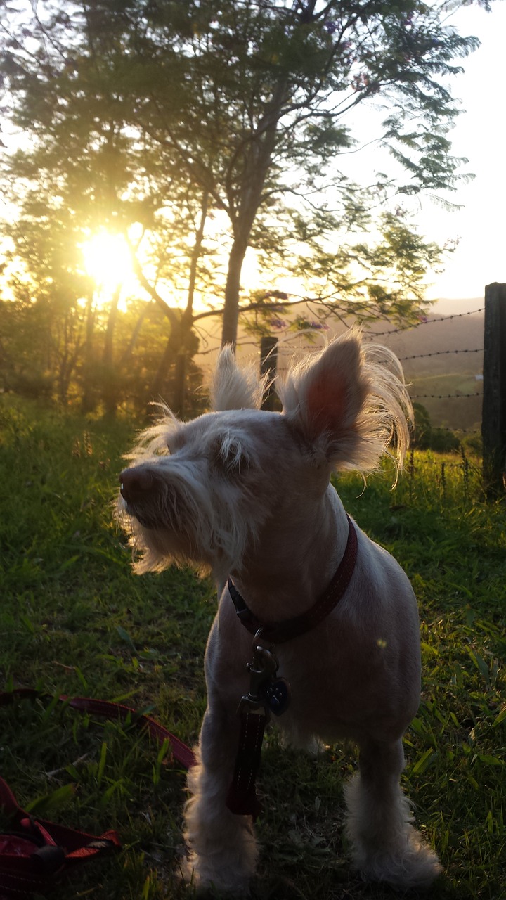 dog nature sunlight free photo