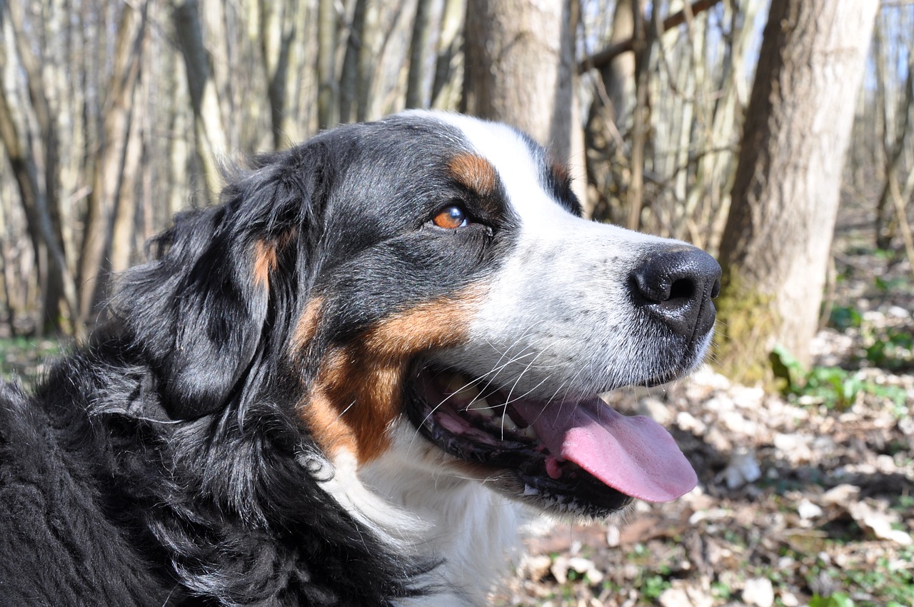 dog bernese mountain dog animal free photo