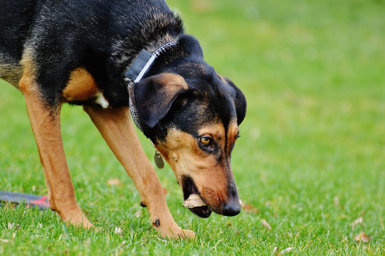 dog romp play free photo