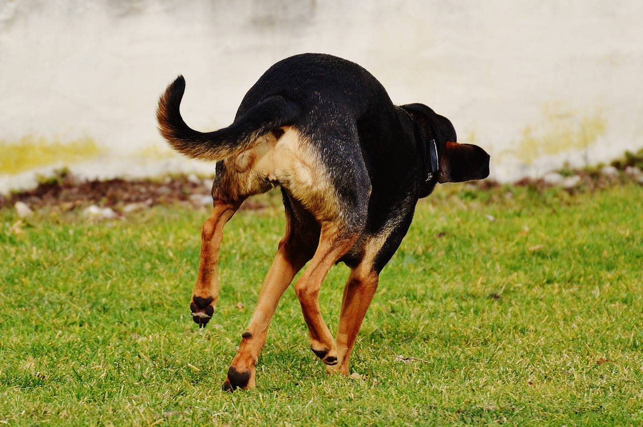 dog romp play free photo