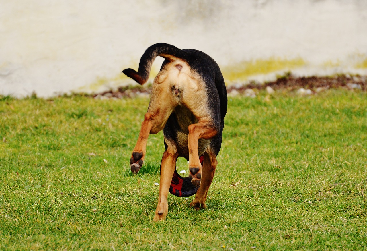 dog romp play free photo