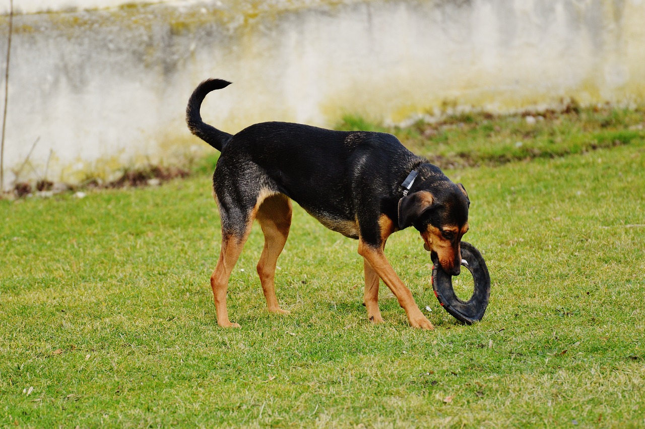 dog romp play free photo