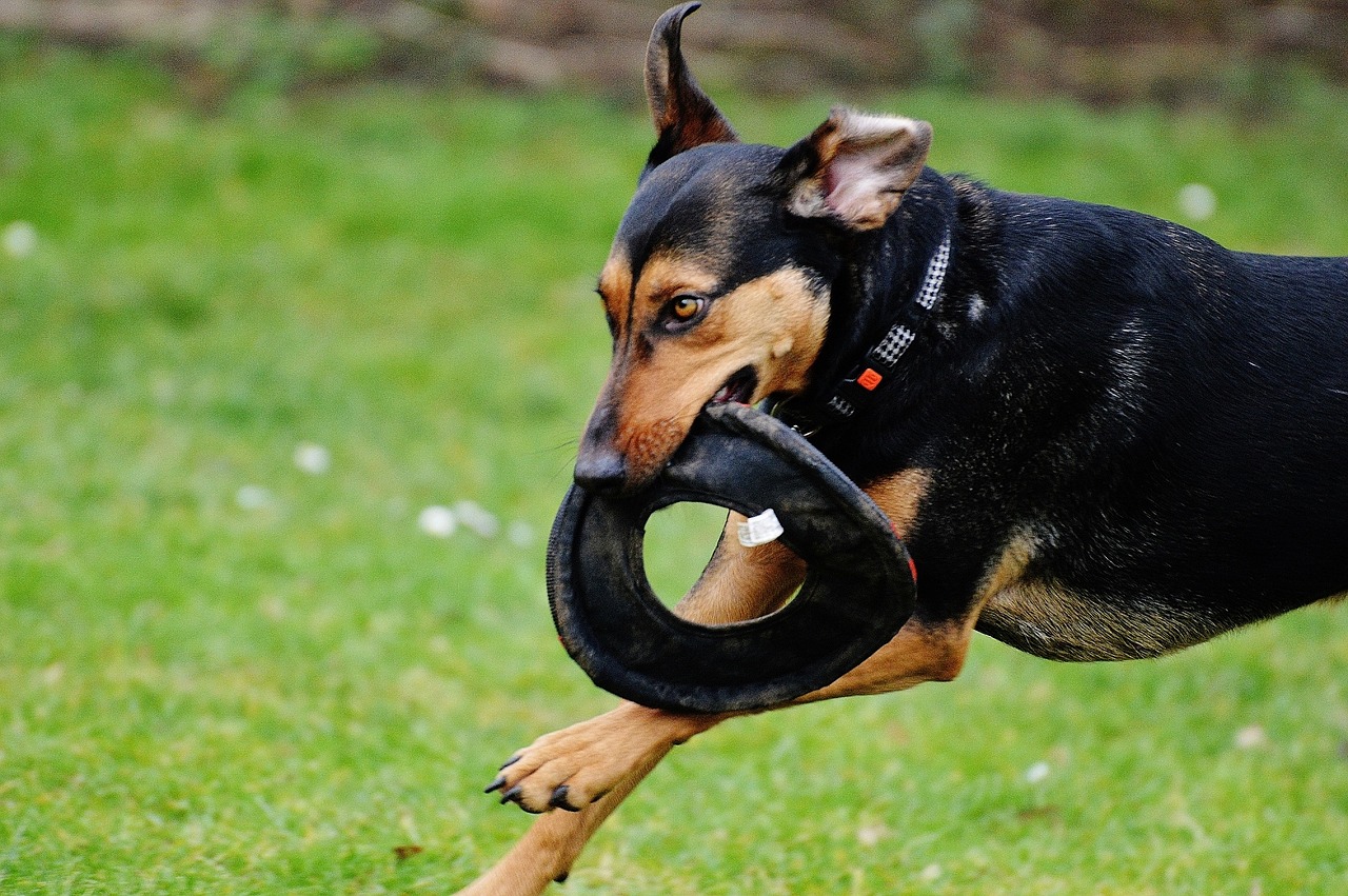 dog romp play free photo