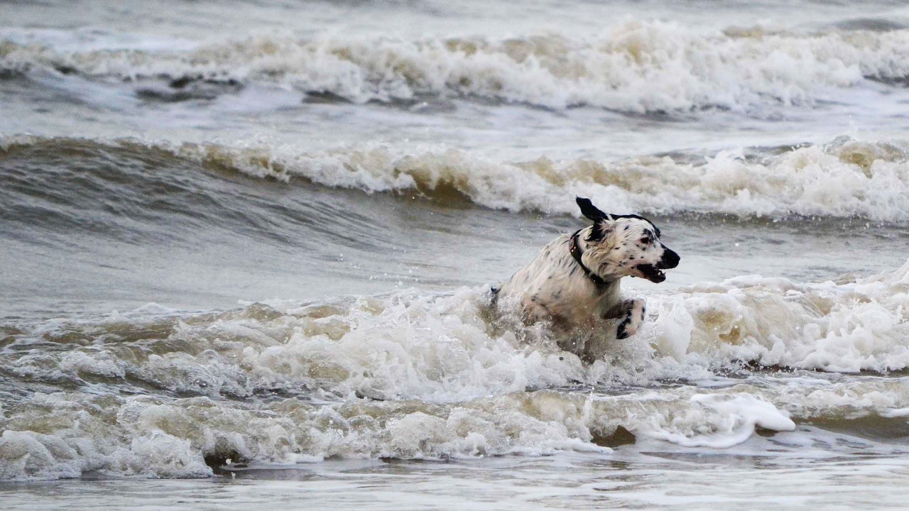 dog waves sea free photo