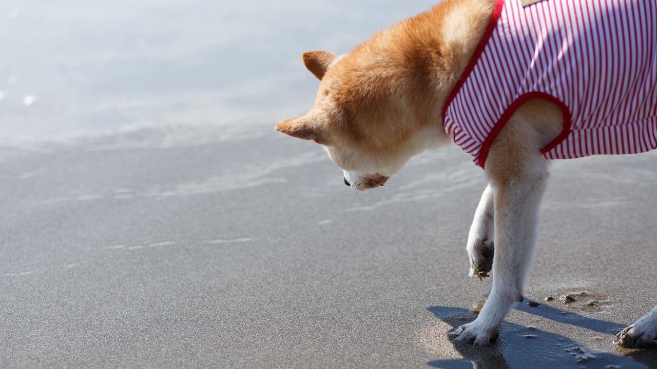 dog sea shiba inu free photo