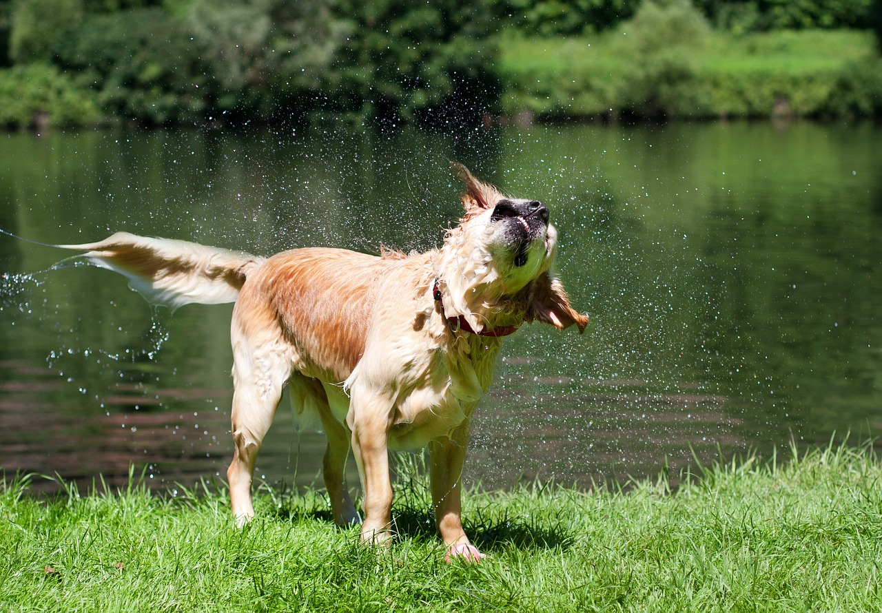 dog golden retriever wet free photo