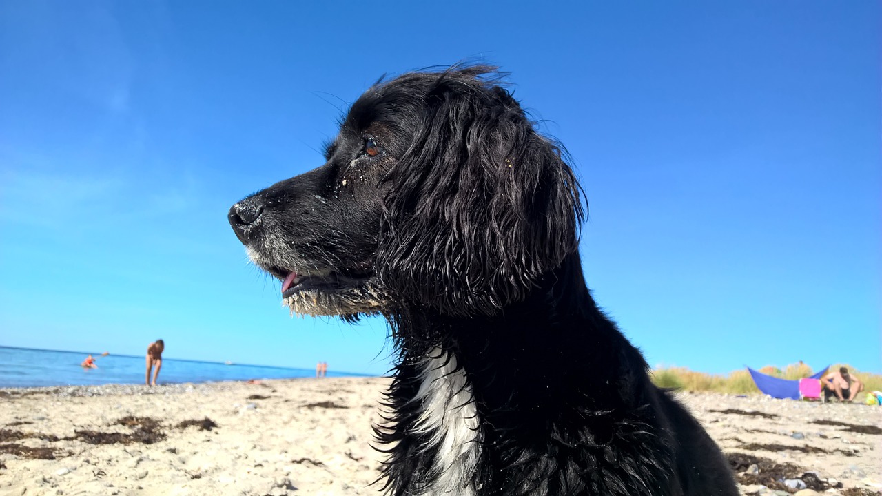 dog dog on beach blue sky free photo