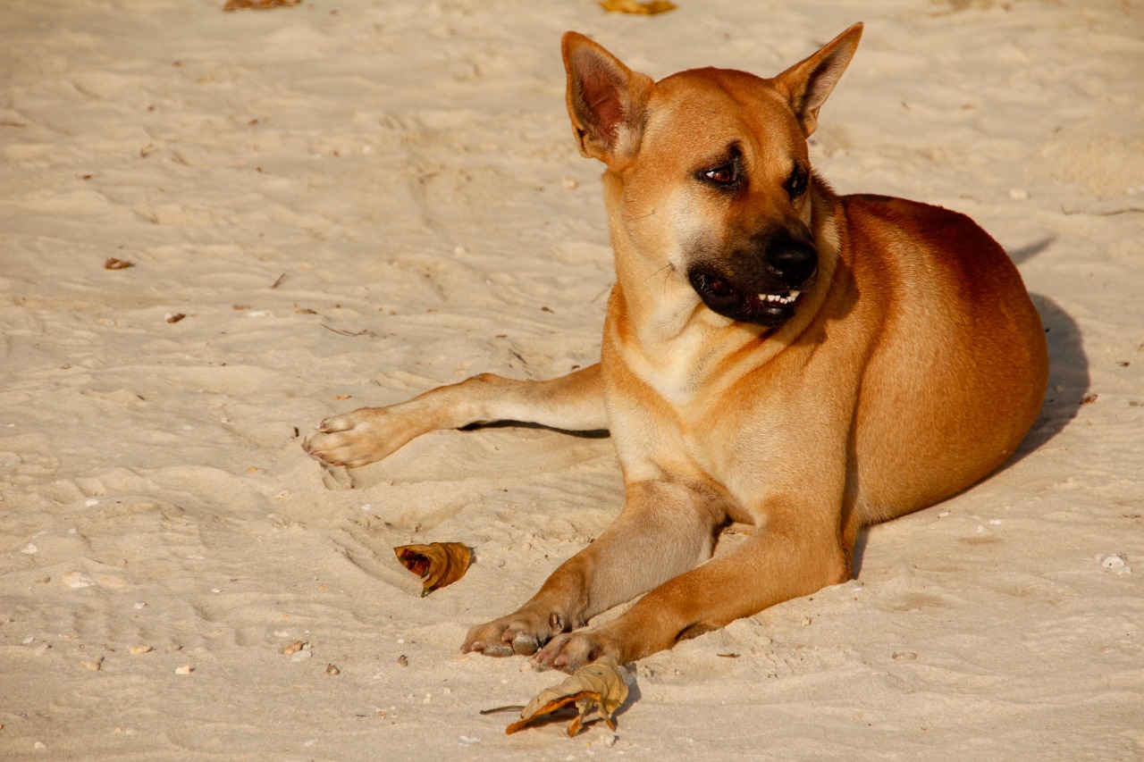 dog beach pet free photo