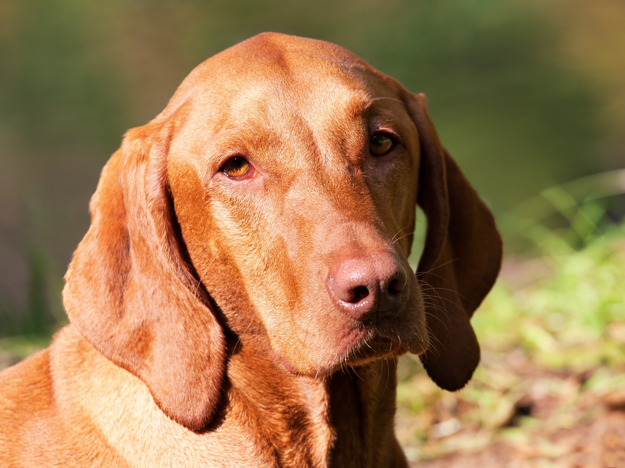 dog brown hungarian vizsla free photo