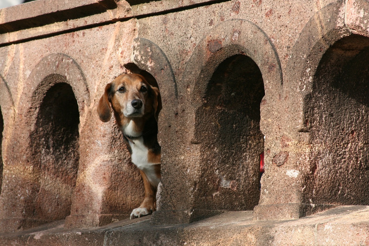 wall animal portrait taxa free photo