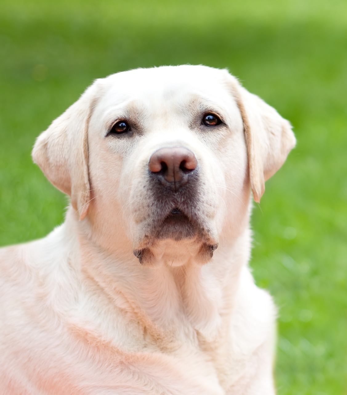 dog white labrador free photo