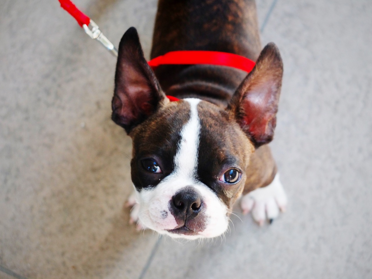 dog puppy boston terrier free photo