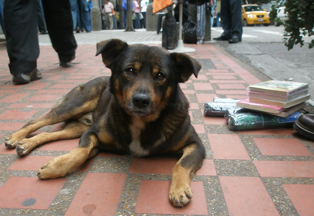 dog street canine free photo