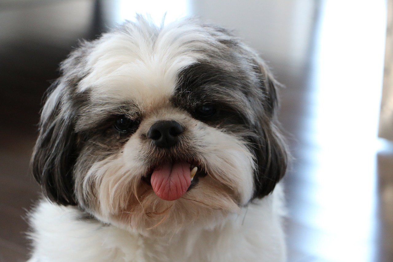 dog shih tzu white free photo