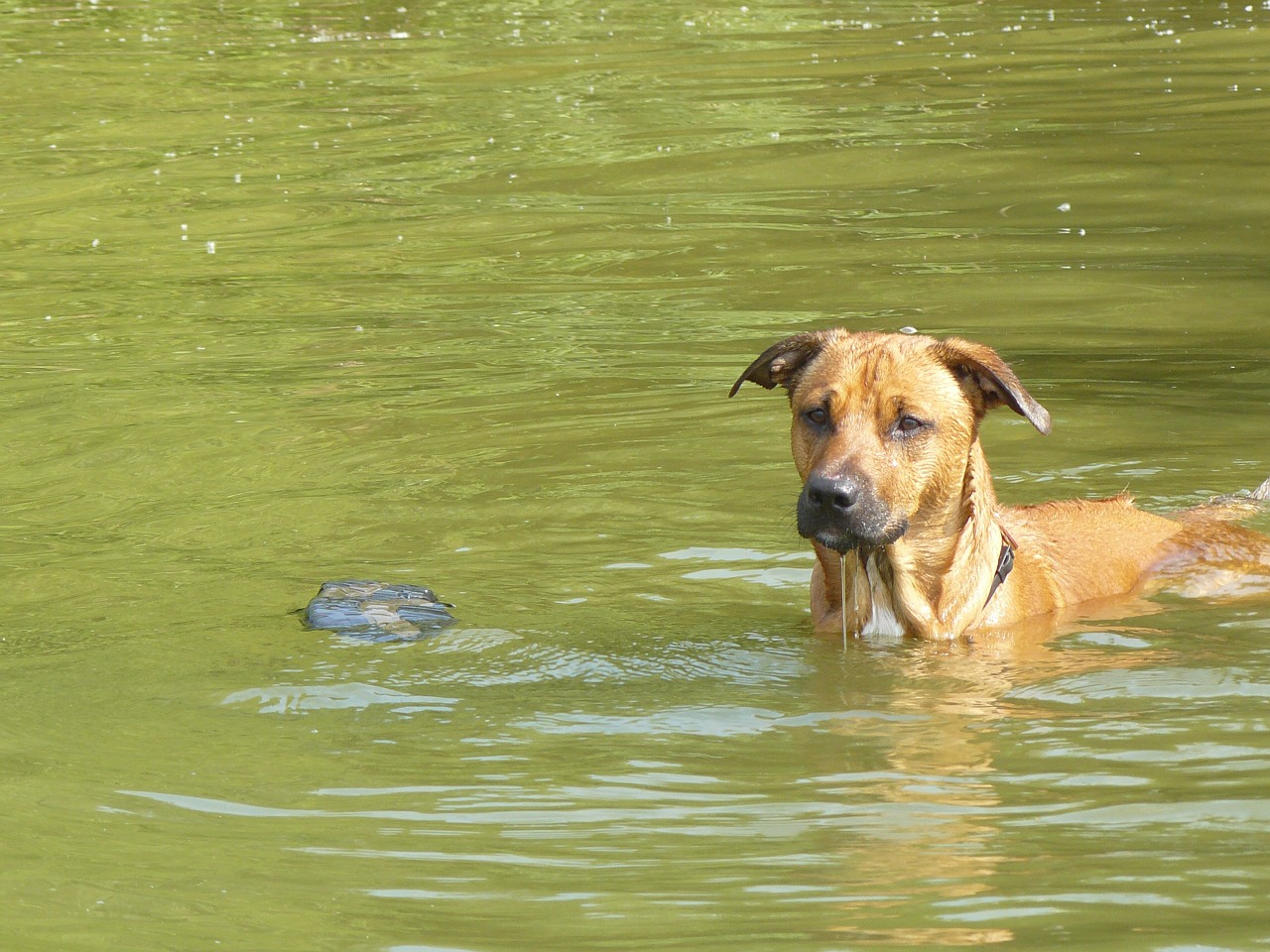 dog water fun free photo