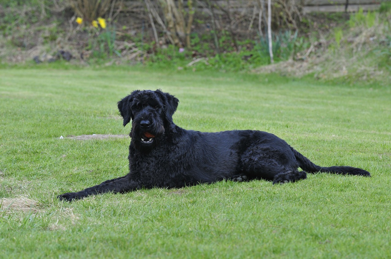 dog riesenschnauzer garden free photo