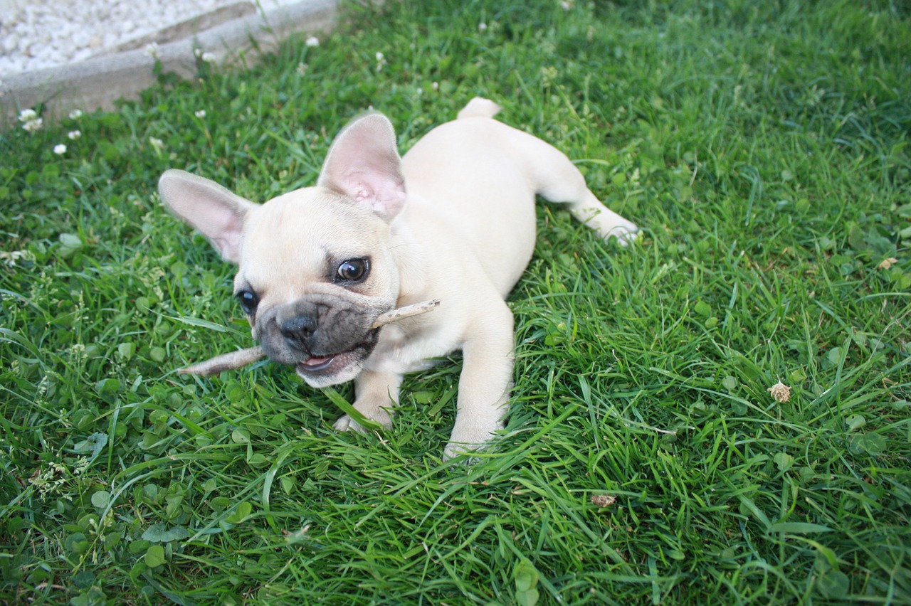 dog grass play free photo