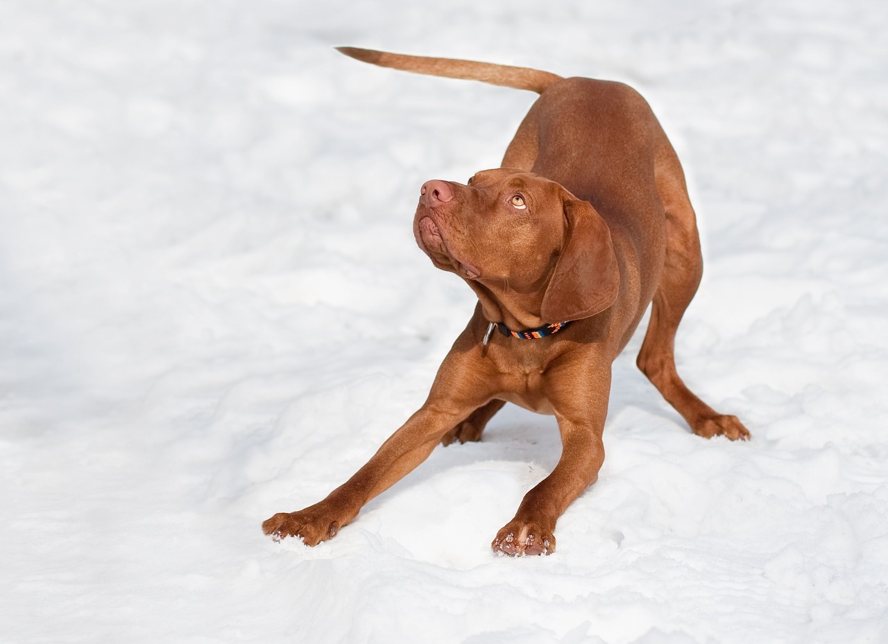 Dog,hungarian vizsla,brown,snow,winter - free image from needpix.com