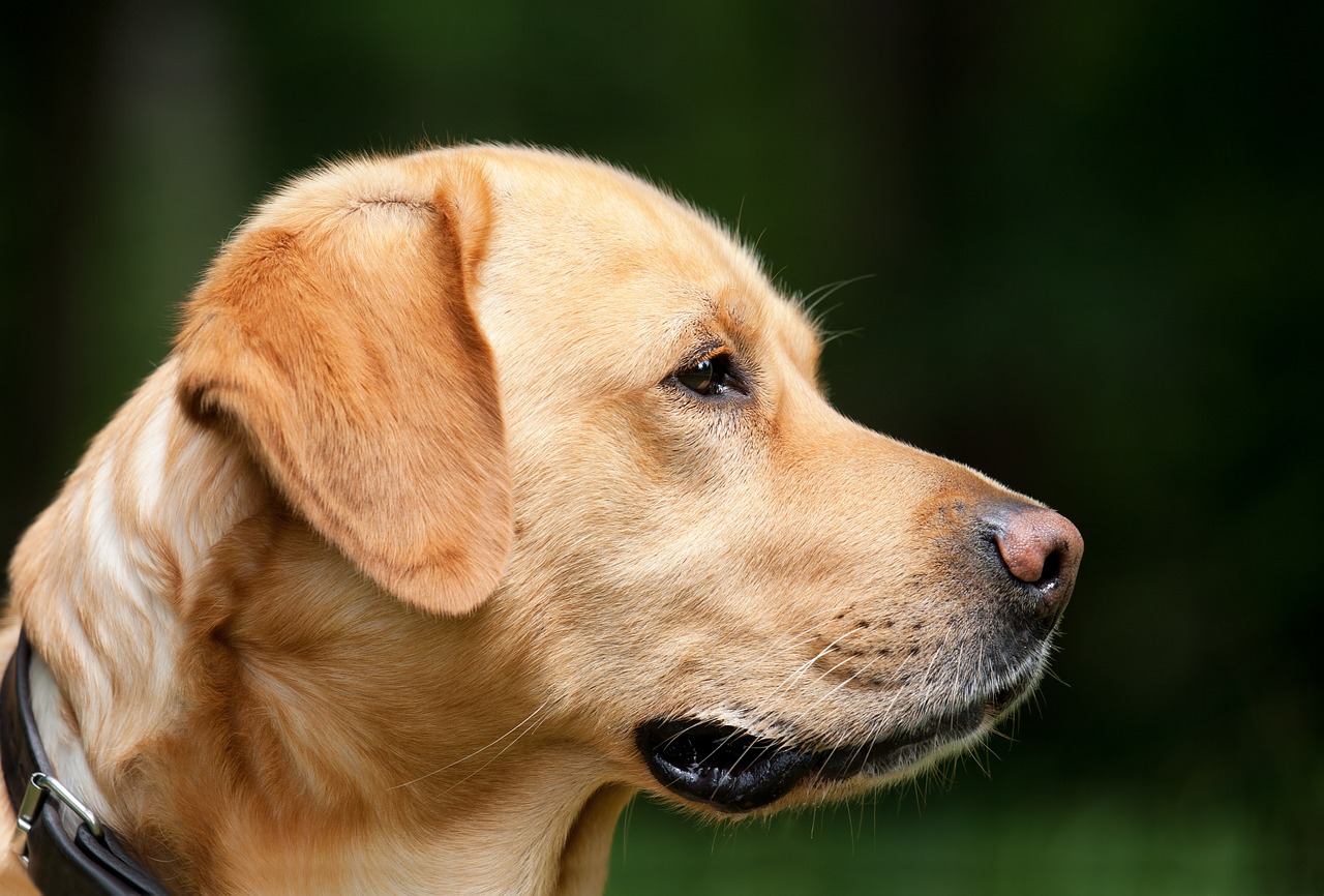 dog labrador light brown free photo