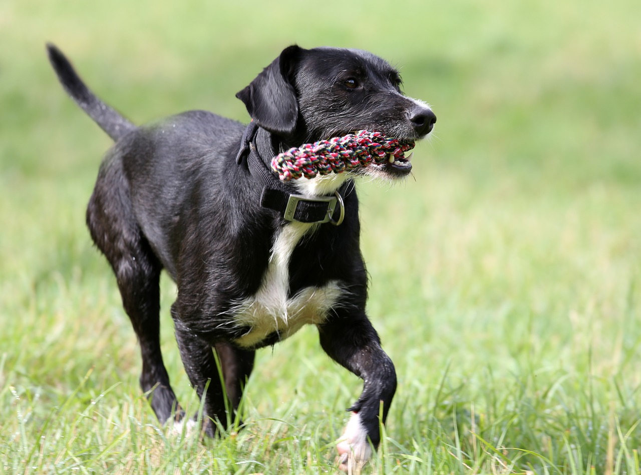 dog hybrid black free photo