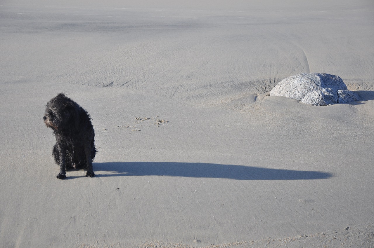 dog beach animal free photo