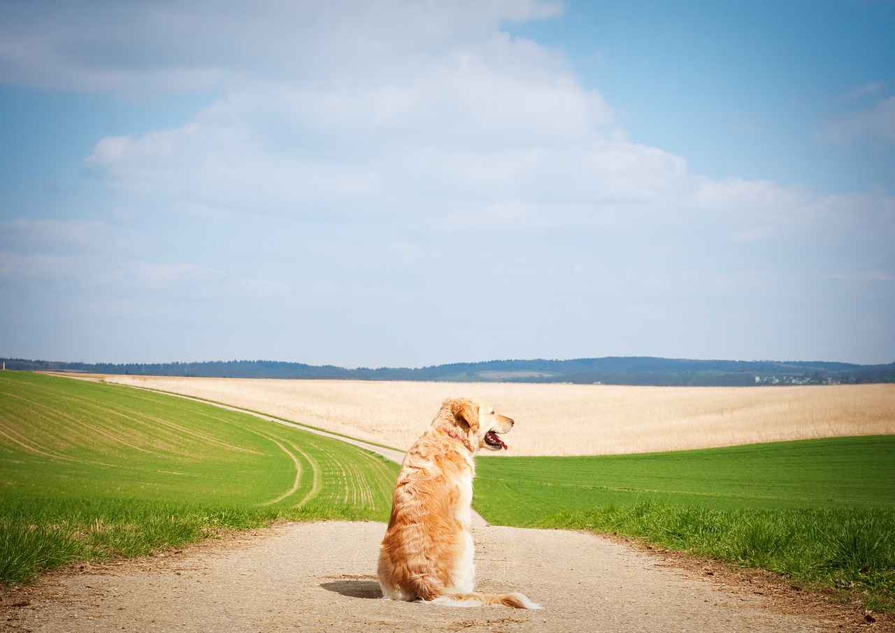 dog golden retriever pet free photo