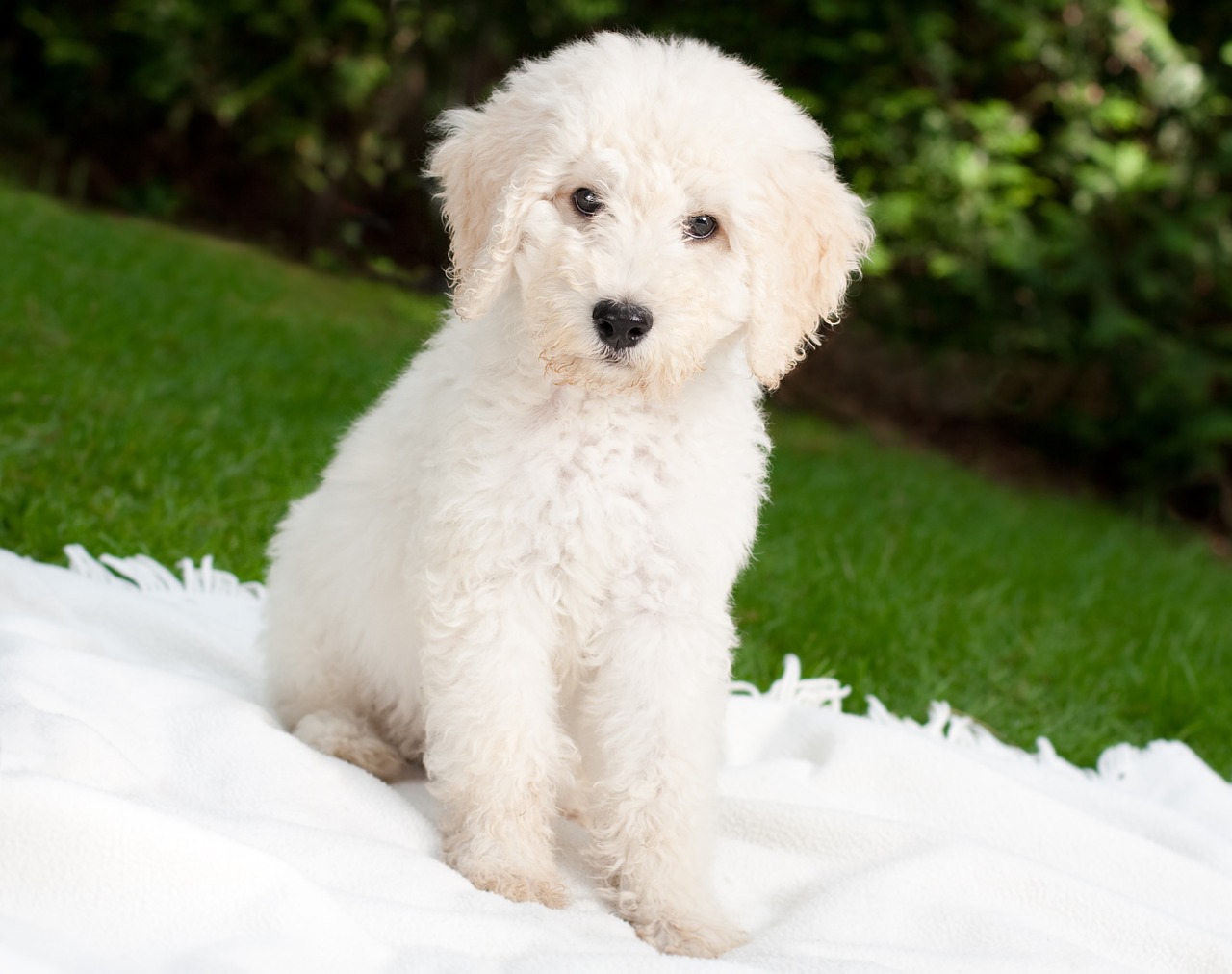 dog puppy labradoodle free photo