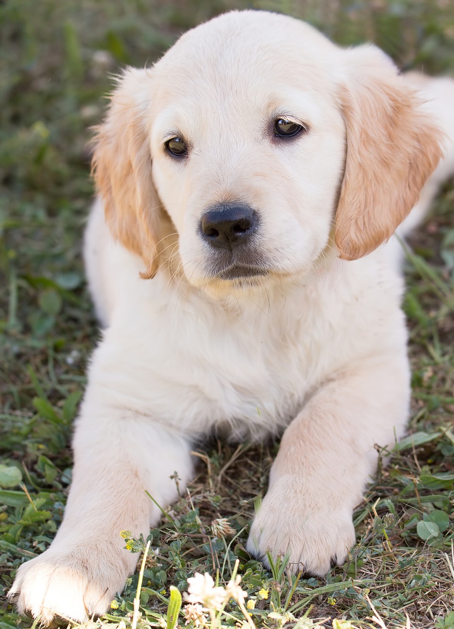 dog puppy golden retriever free photo