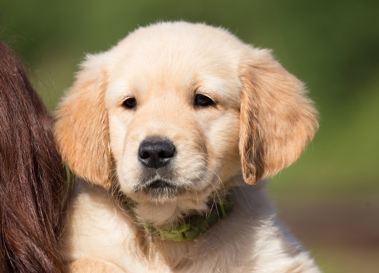 dog puppy golden retriever free photo