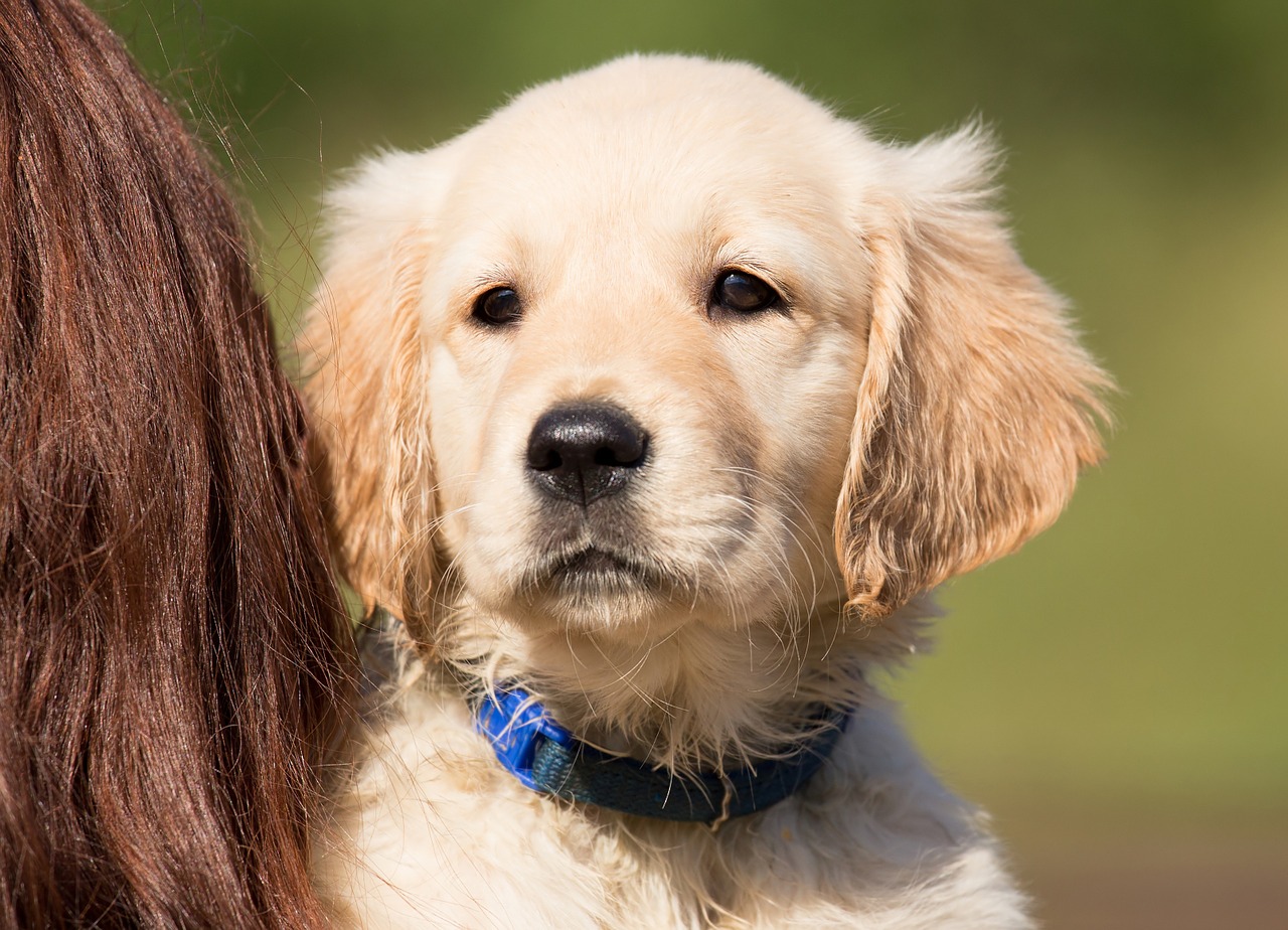 dog puppy golden retriever free photo