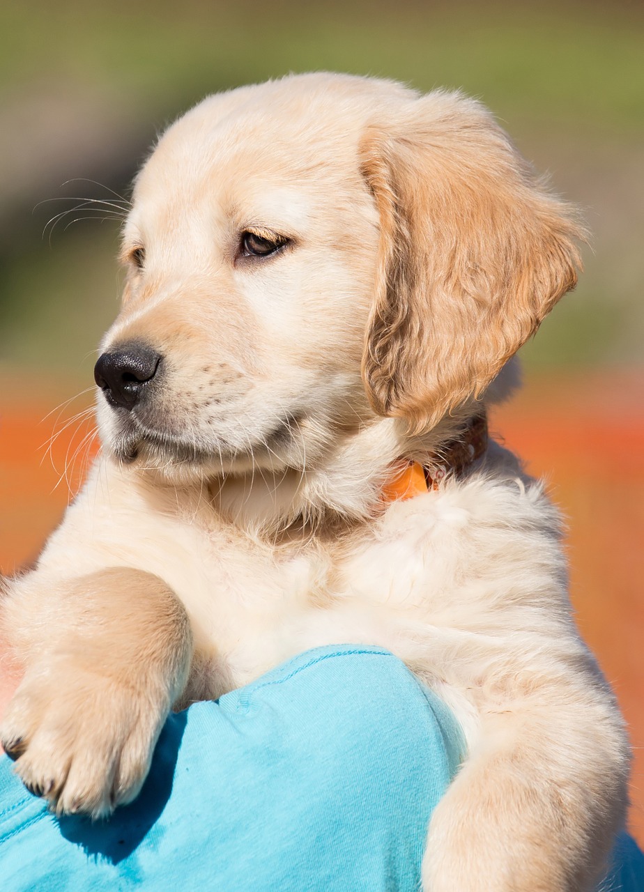 dog puppy golden retriever free photo