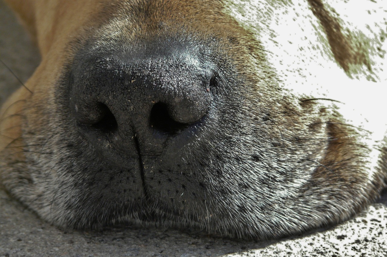 dog dog snout close free photo