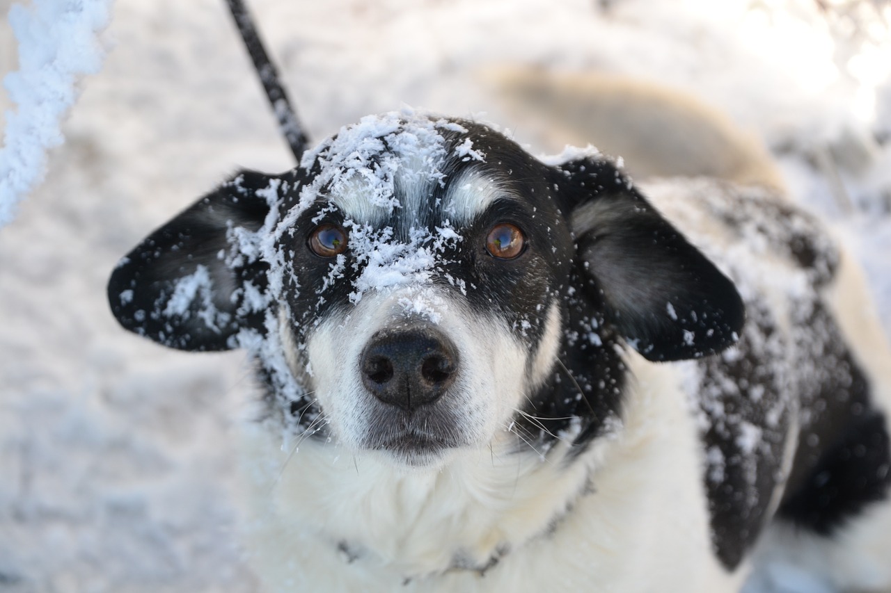 dog winter snow free photo