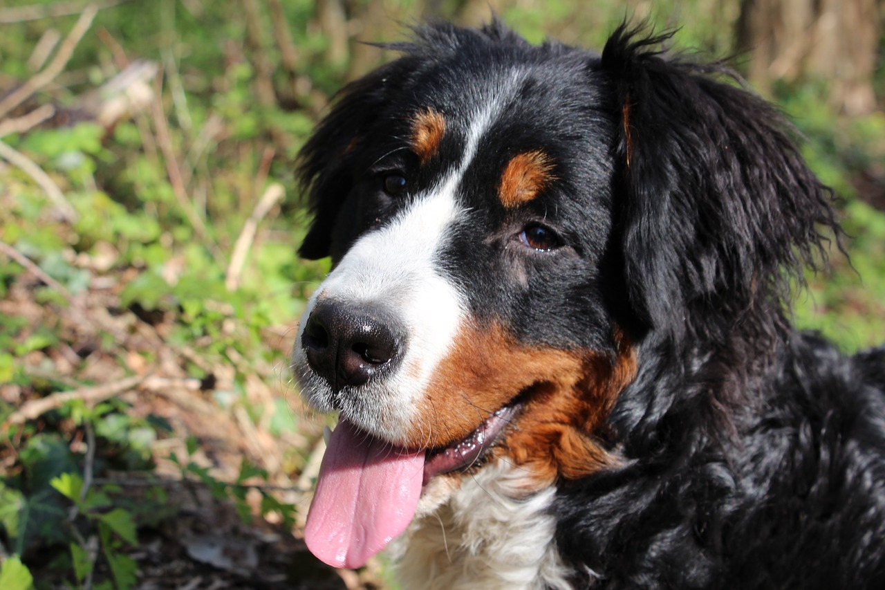 dog bernese mountain dog animal free photo