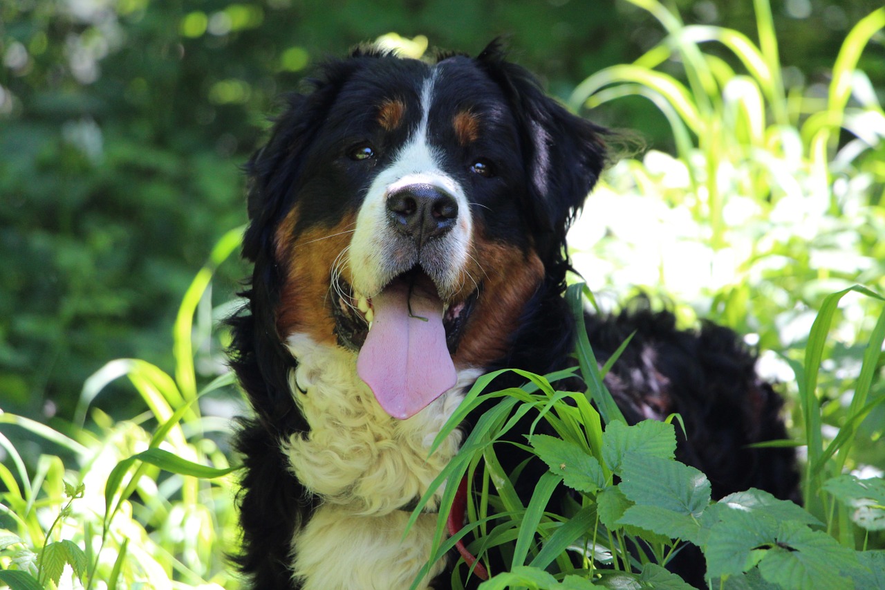 dog bernese mountain dog big dog free photo