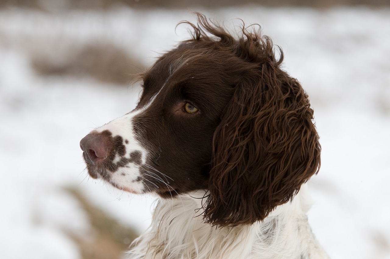 dog spaniel brown free photo