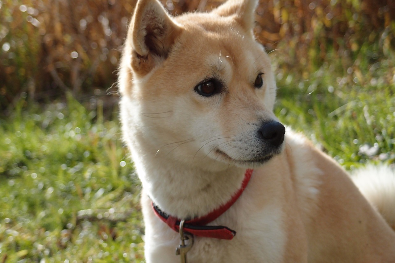 dog shiba inu animal free photo