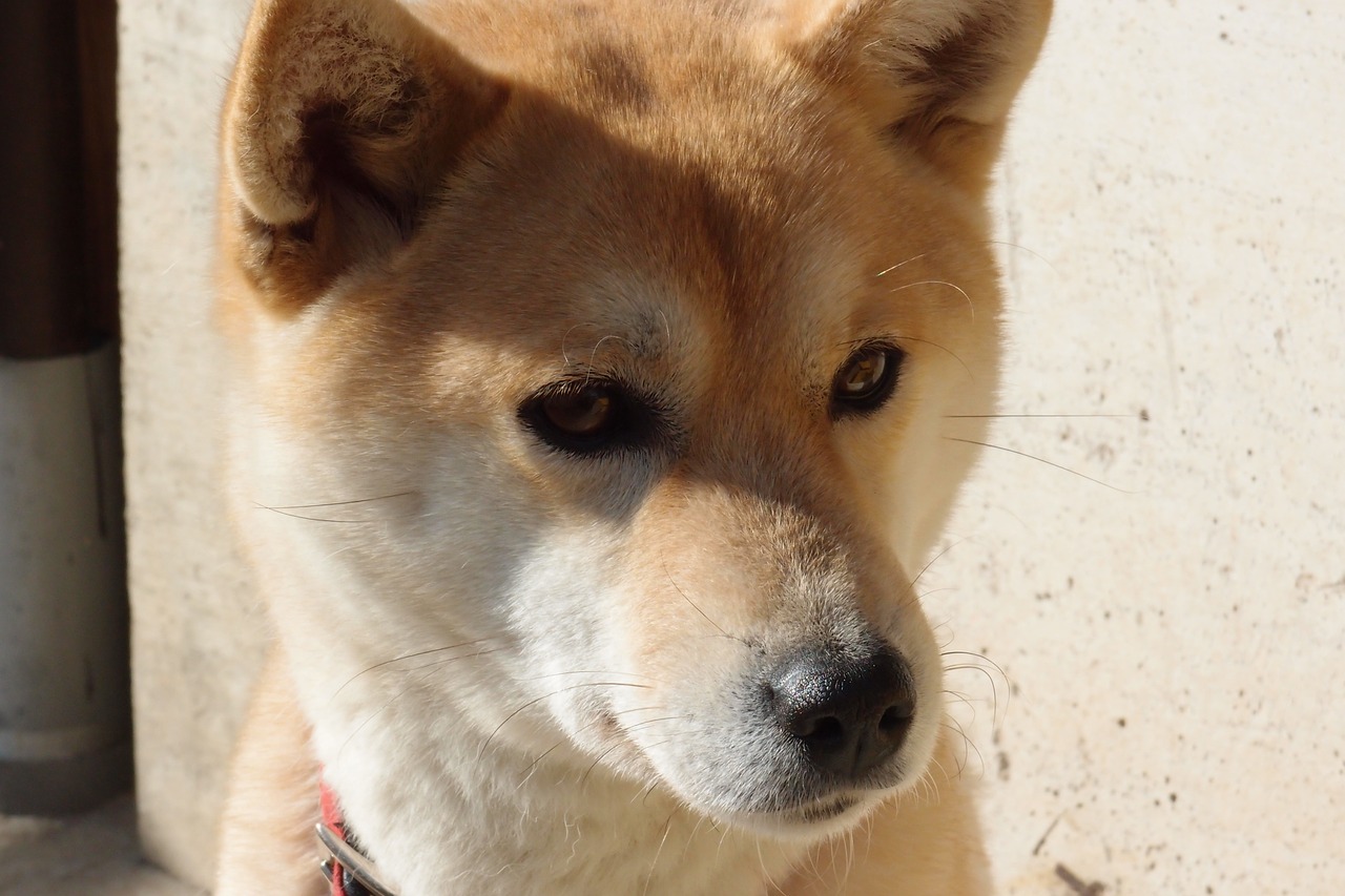 dog shiba inu animal free photo