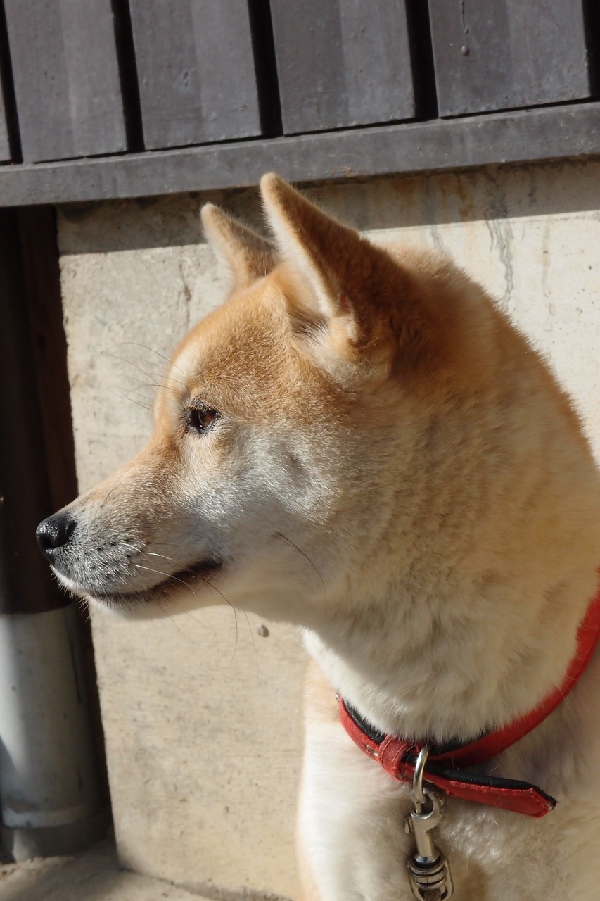 dog shiba inu animal free photo