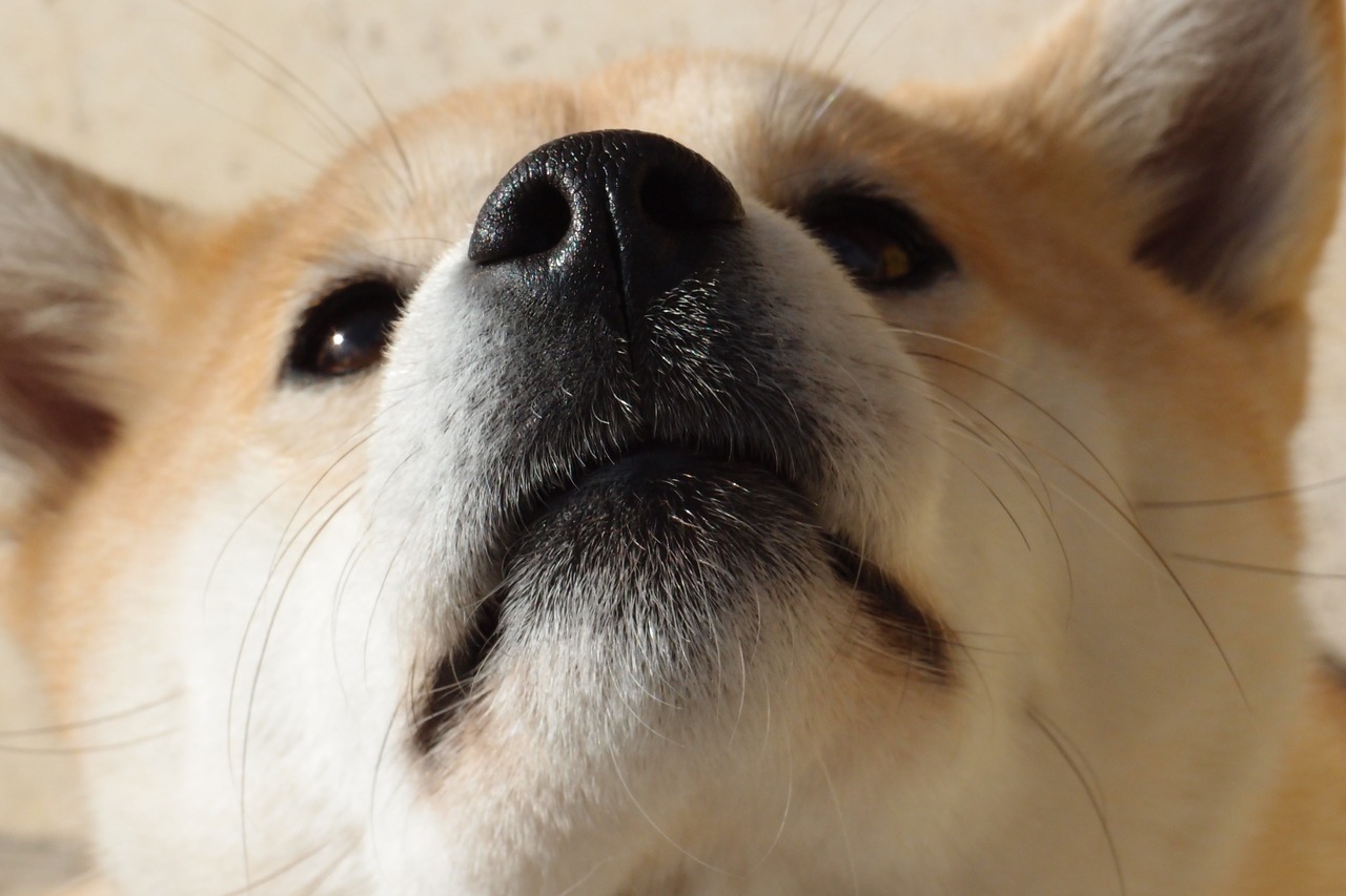 dog shiba inu nose free photo