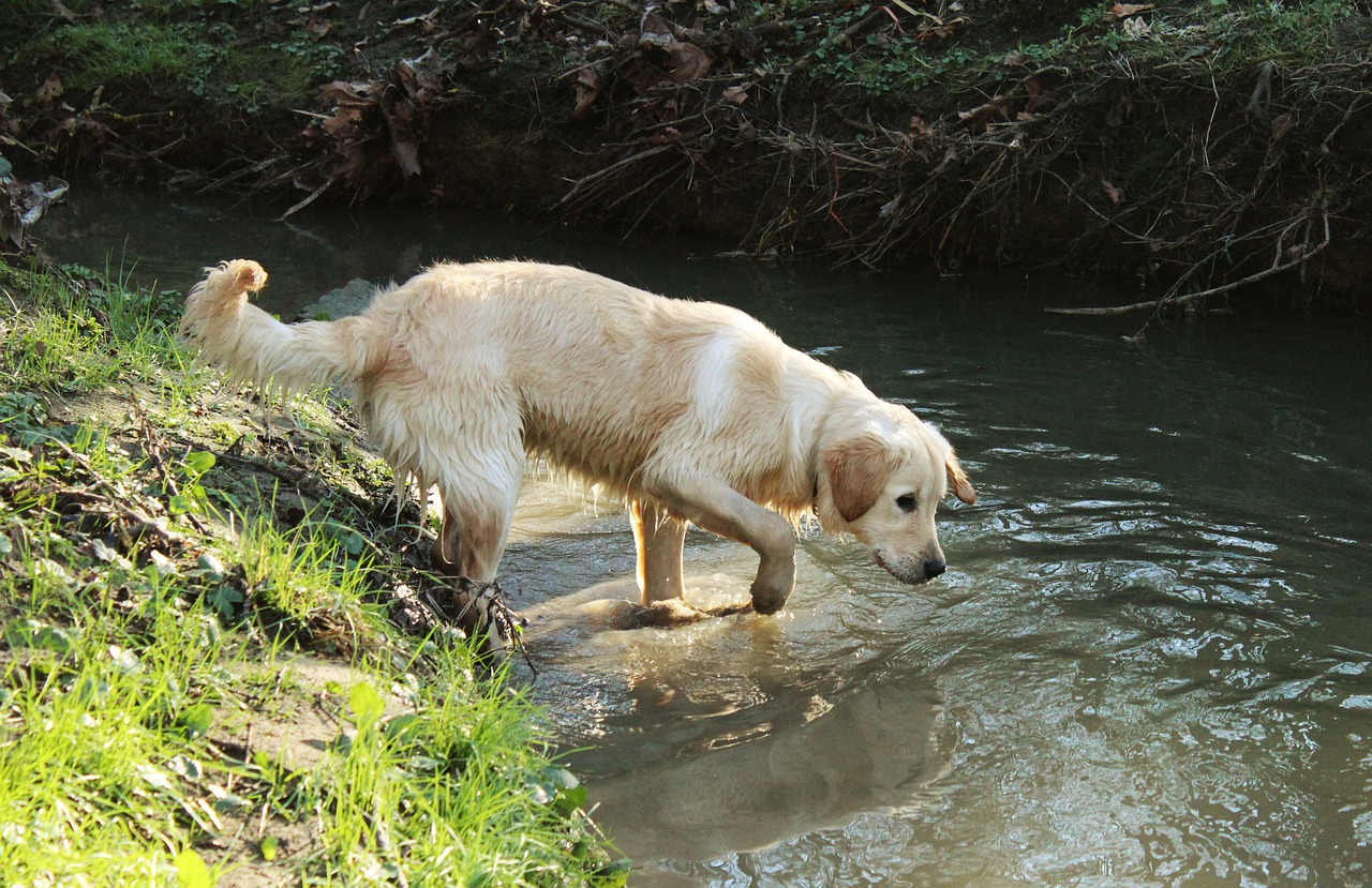 dog golden retriever pet free photo