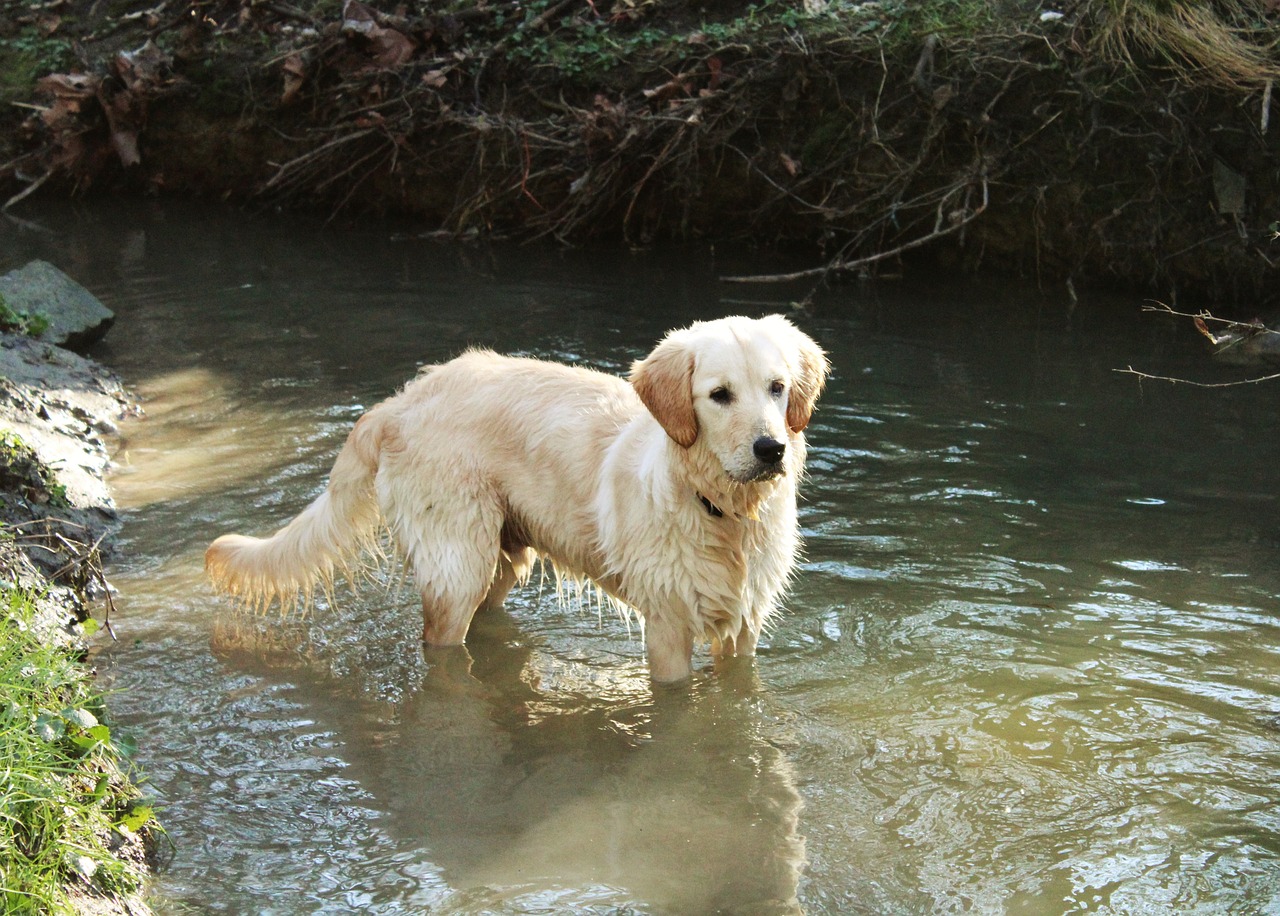 dog golden retriever pet free photo