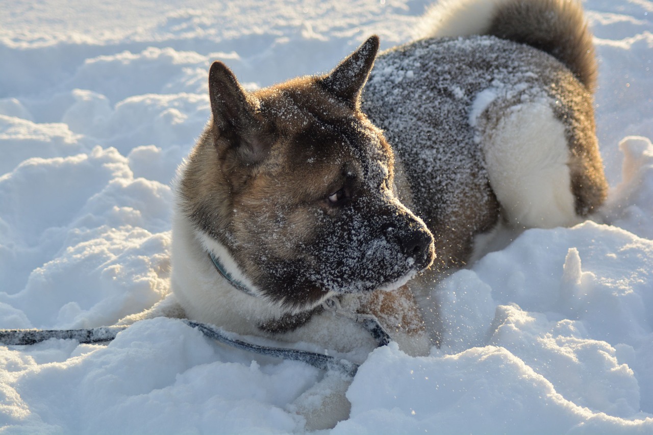 dog winter pet free photo