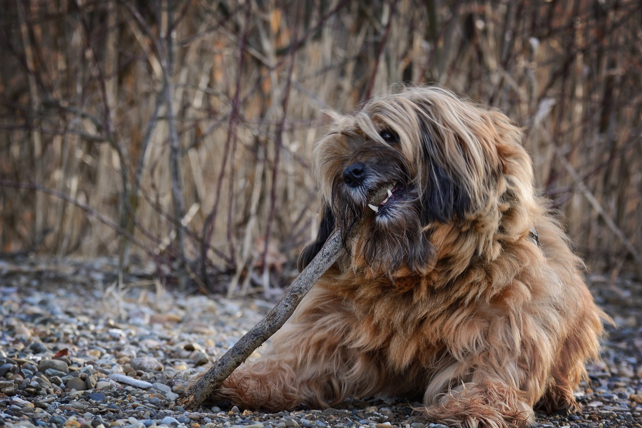 dog face head free photo