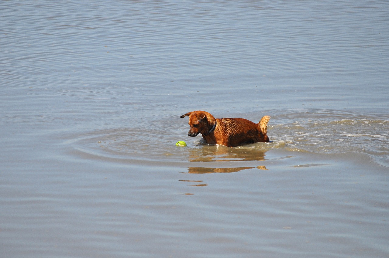 dog water sea free photo