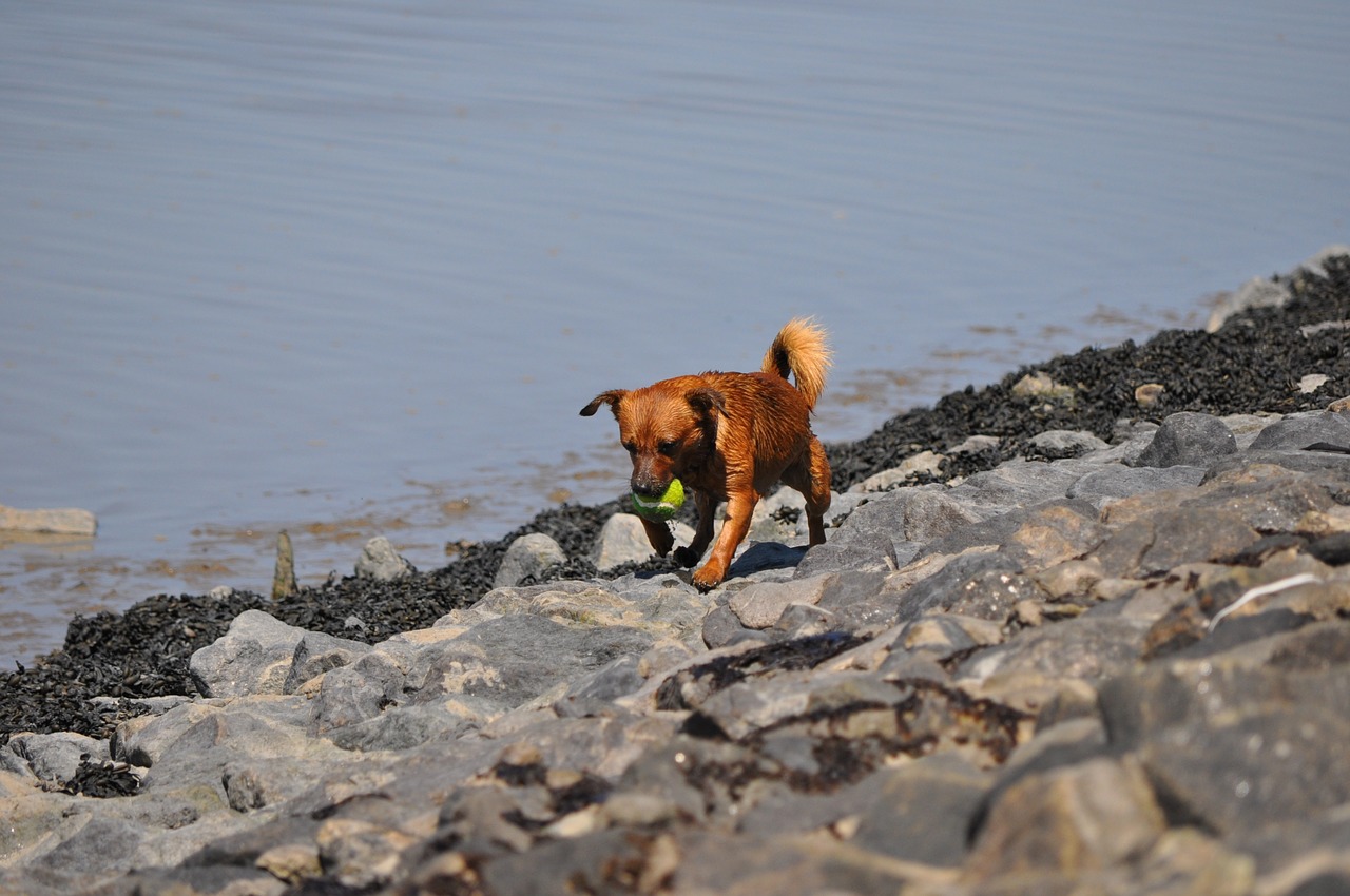 dog water sea free photo