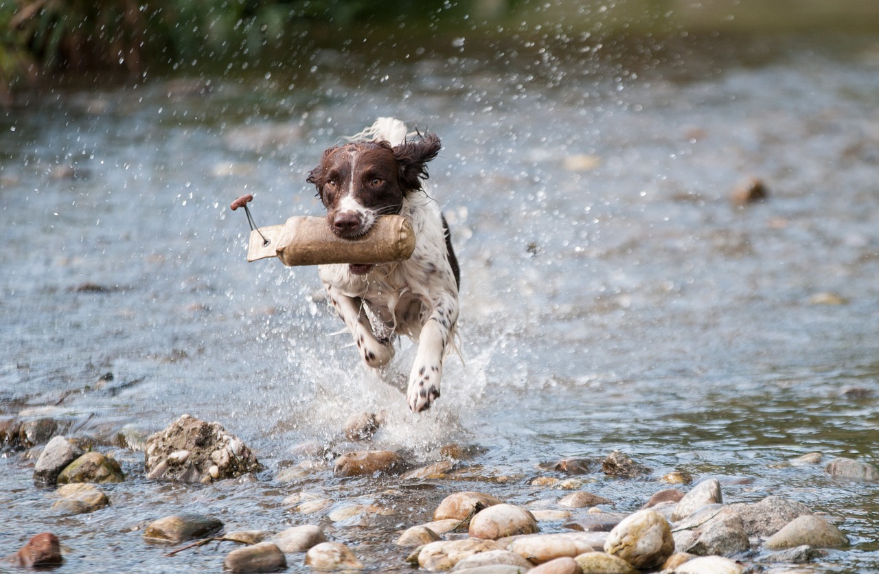 dog water run free photo